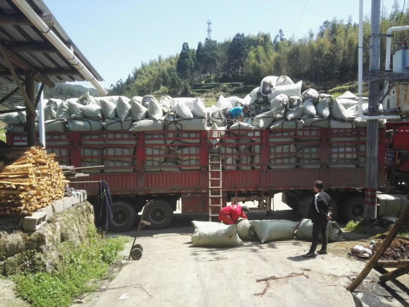 高山生态白茶