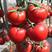 西红柿苗番茄苗，硬粉大红果番茄苗石头果高产抗病毒