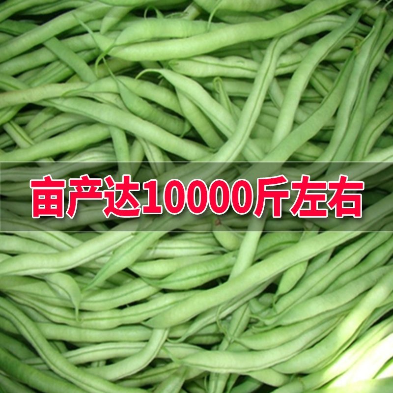 大田菜园高产易种架豆抗病中晚熟豆角种子