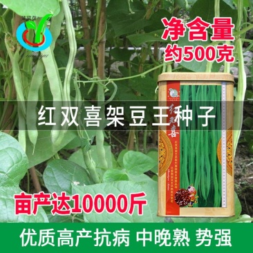 大田菜园高产易种架豆抗病中晚熟豆角种子