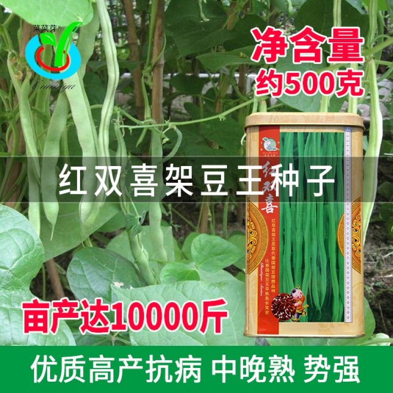 大田菜园高产易种架豆抗病中晚熟豆角种子