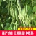 大田菜园高产易种架豆抗病中晚熟豆角种子