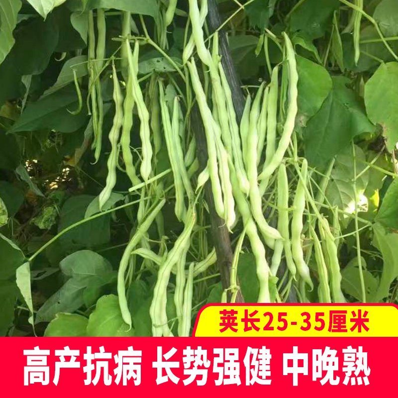 大田菜园高产易种架豆抗病中晚熟豆角种子