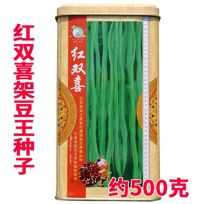 大田菜园高产易种架豆抗病中晚熟豆角种子