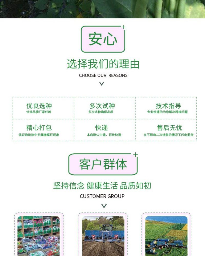 大田菜园高产易种架豆抗病中晚熟豆角种子