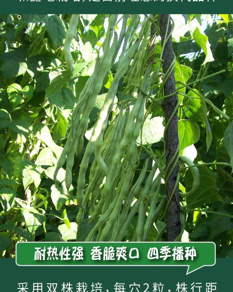大田菜园高产易种架豆抗病中晚熟豆角种子