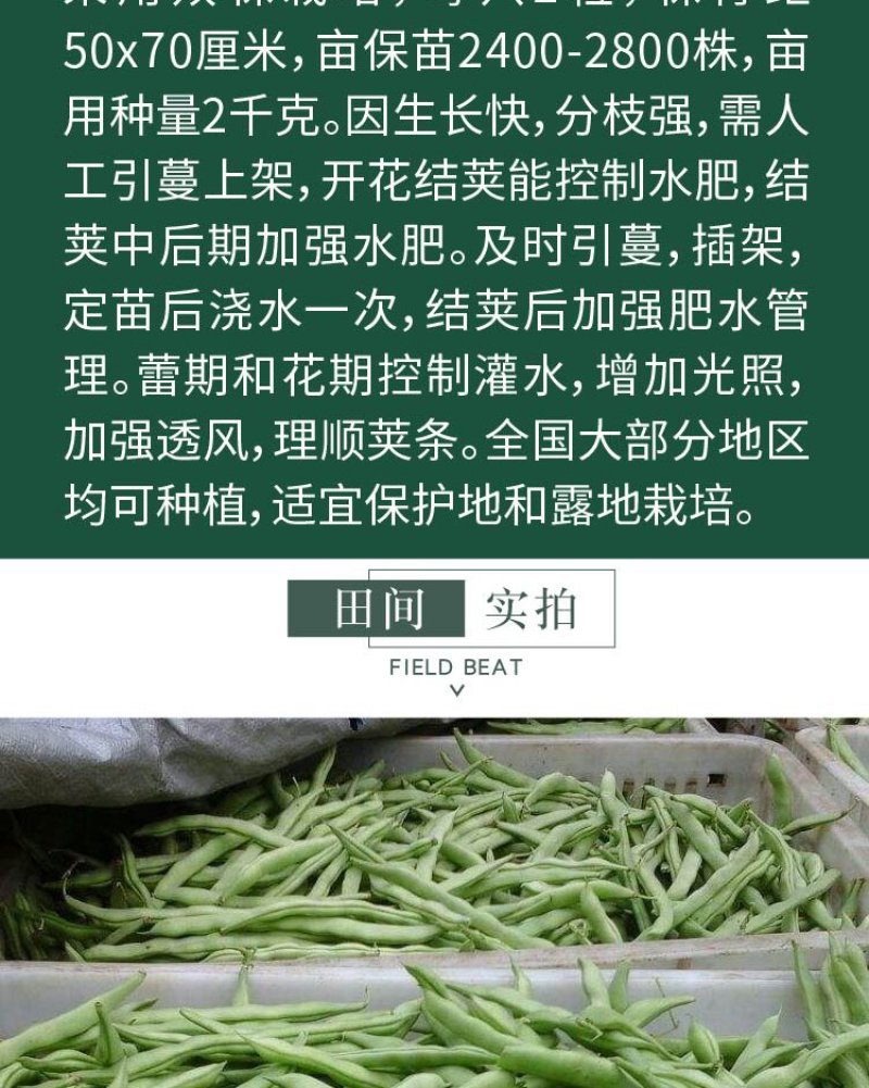 大田菜园高产易种架豆抗病中晚熟豆角种子