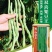 大田菜园高产易种架豆抗病中晚熟豆角种子