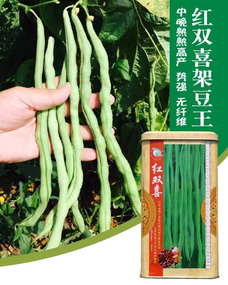 大田菜园高产易种架豆抗病中晚熟豆角种子