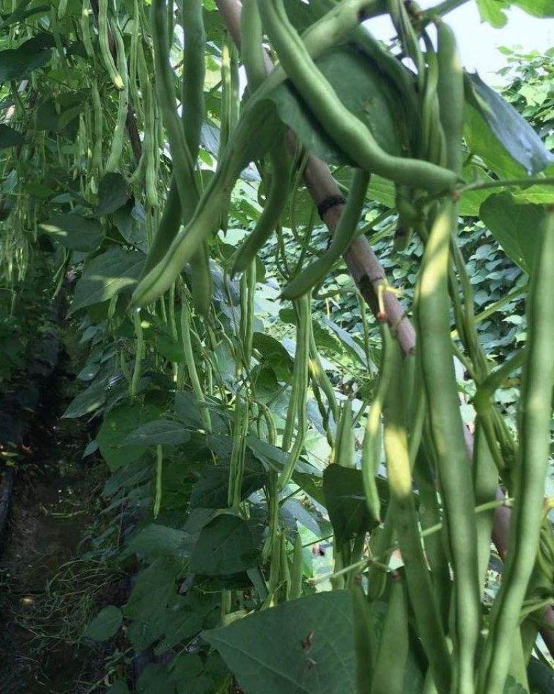 大田菜园高产易种架豆抗病中晚熟豆角种子