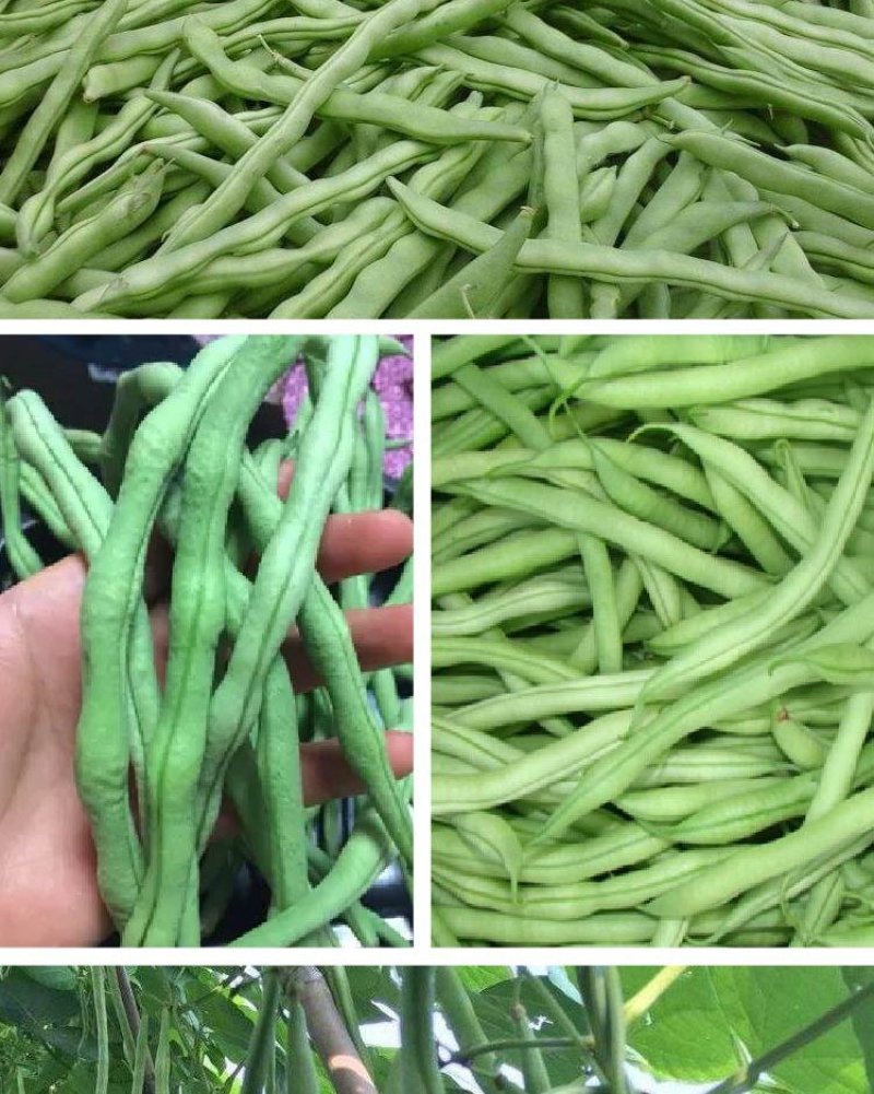 大田菜园高产易种架豆抗病中晚熟豆角种子
