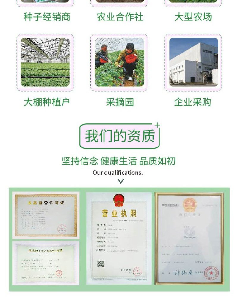 大田菜园高产易种架豆抗病中晚熟豆角种子