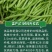 大田菜园高产易种架豆抗病中晚熟豆角种子