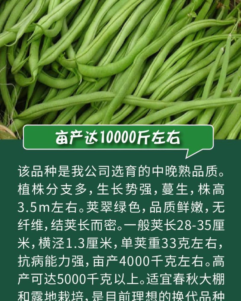 大田菜园高产易种架豆抗病中晚熟豆角种子