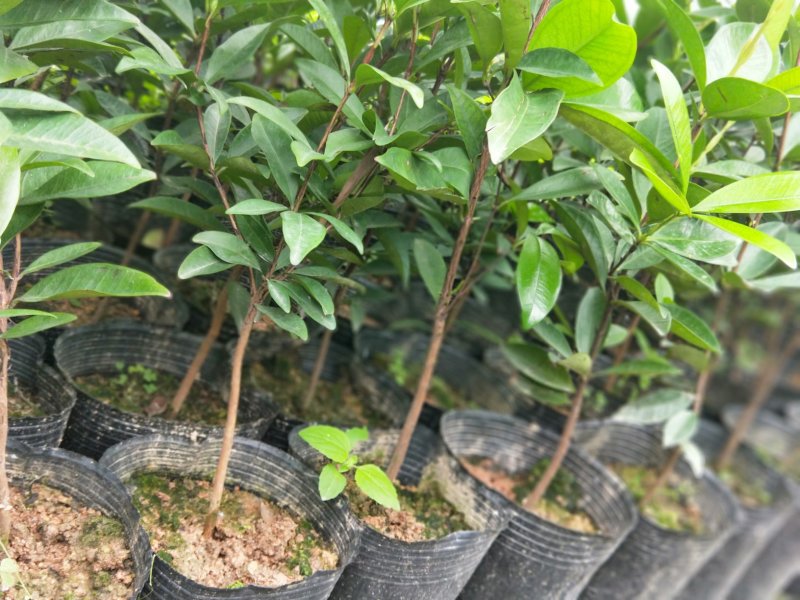 巴西樱桃苗