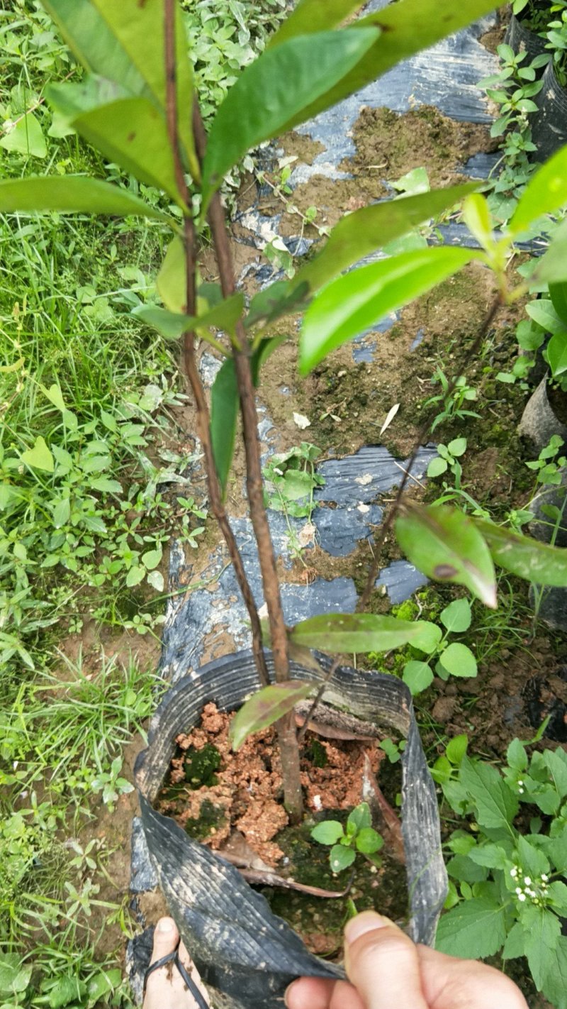 巴西樱桃苗