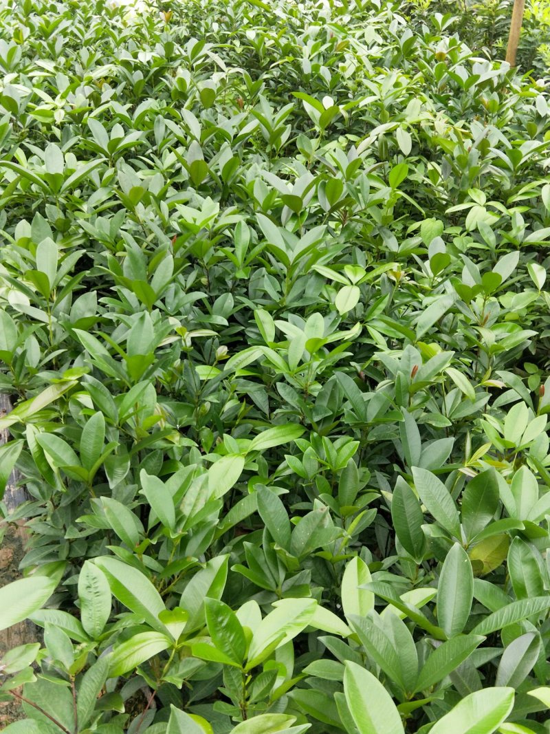 巴西樱桃苗