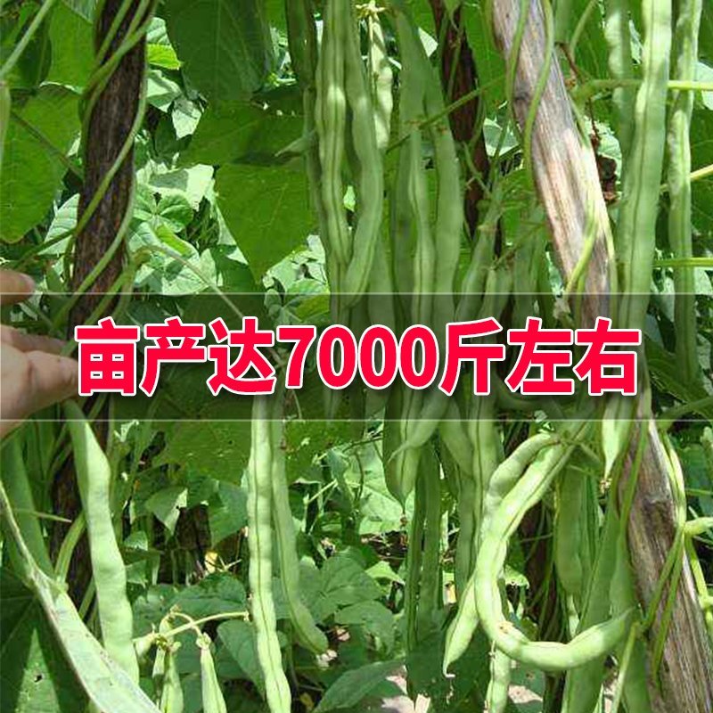 大田菜园高产易种肉厚中熟无筋架豆角种子