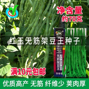 大田菜园高产易种肉厚中熟无筋架豆角种子