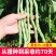 大田菜园高产易种肉厚中熟无筋架豆角种子