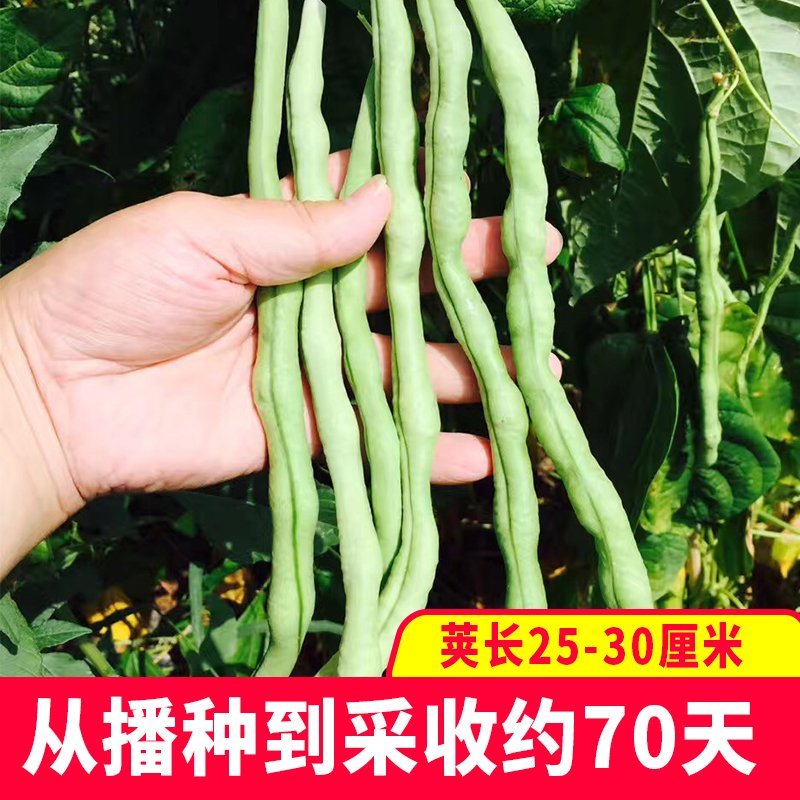 大田菜园高产易种肉厚中熟无筋架豆角种子