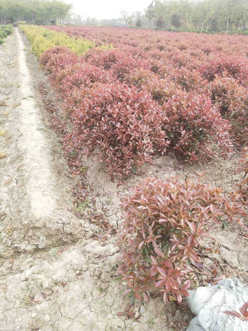 红叶石楠球
