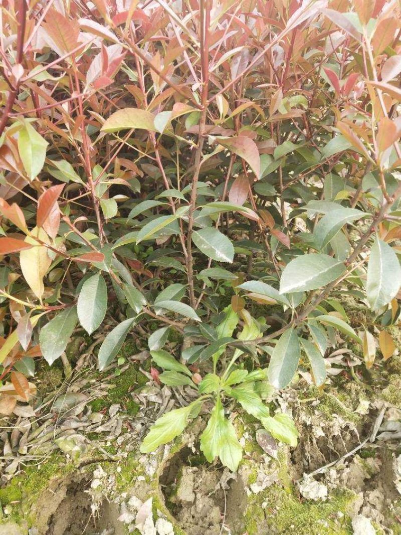 红叶石楠球