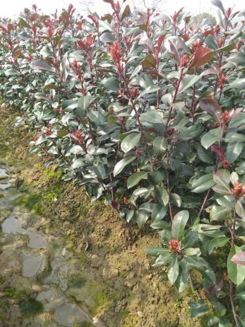 红叶石楠球