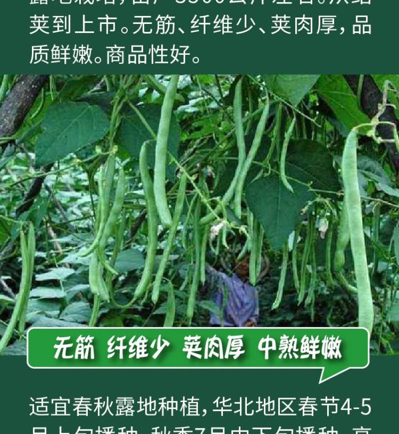大田菜园高产易种肉厚中熟无筋架豆角种子