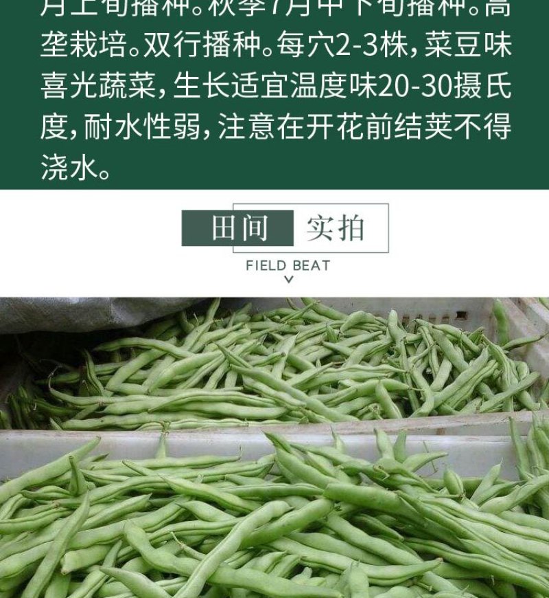 大田菜园高产易种肉厚中熟无筋架豆角种子
