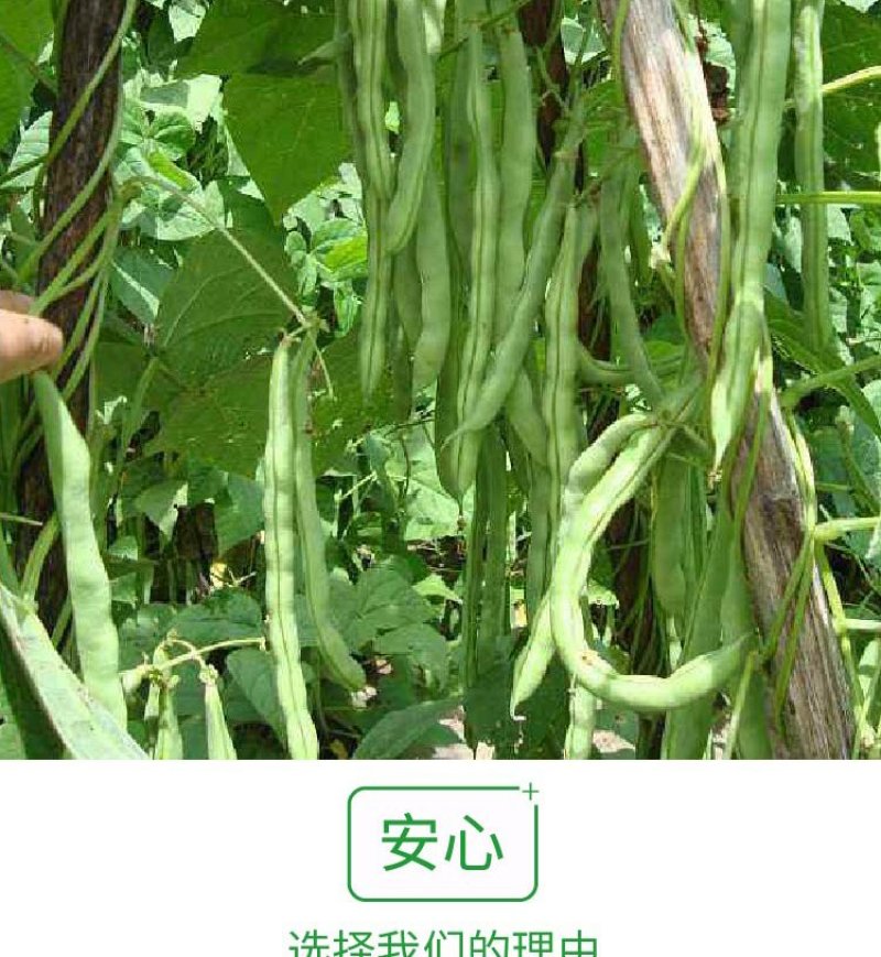 大田菜园高产易种肉厚中熟无筋架豆角种子