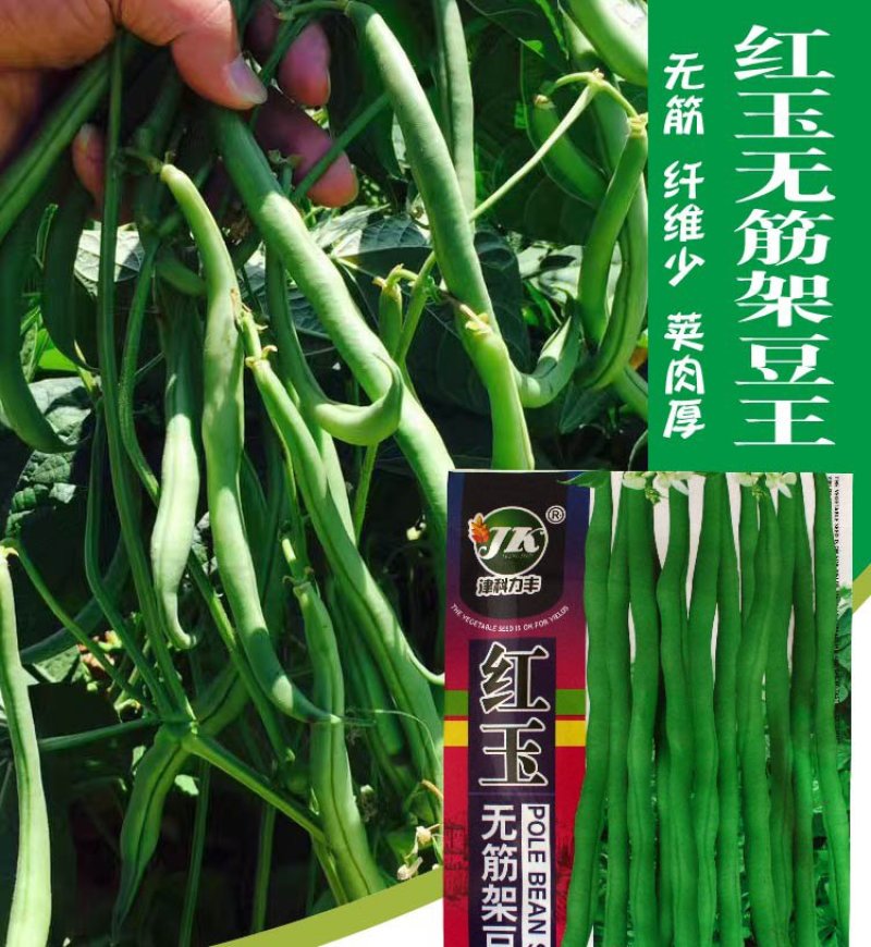 大田菜园高产易种肉厚中熟无筋架豆角种子