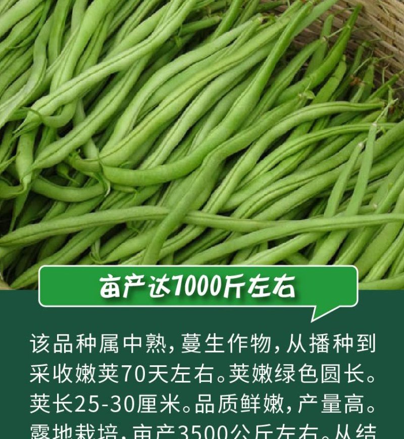 大田菜园高产易种肉厚中熟无筋架豆角种子