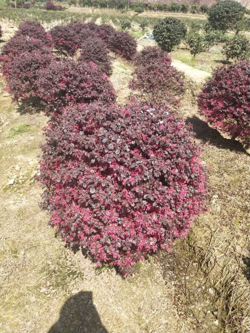 红花檵木球