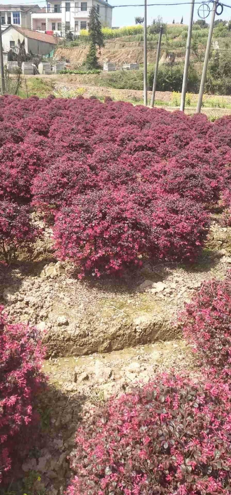 红花檵木球