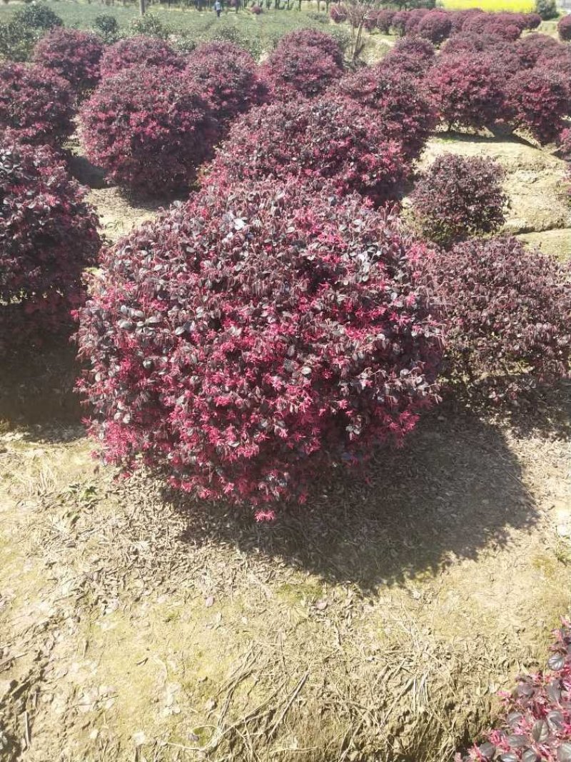 红花檵木球