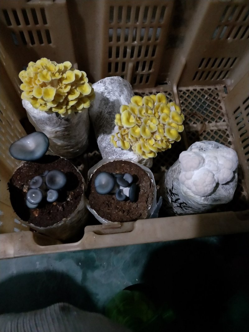 出售淘宝小蘑菇菌包1.6斤