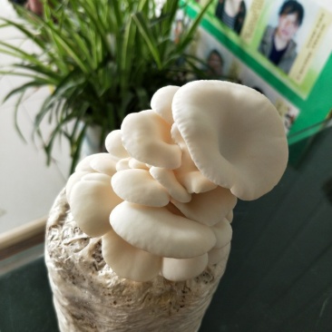 出售淘宝小蘑菇菌包1.6斤