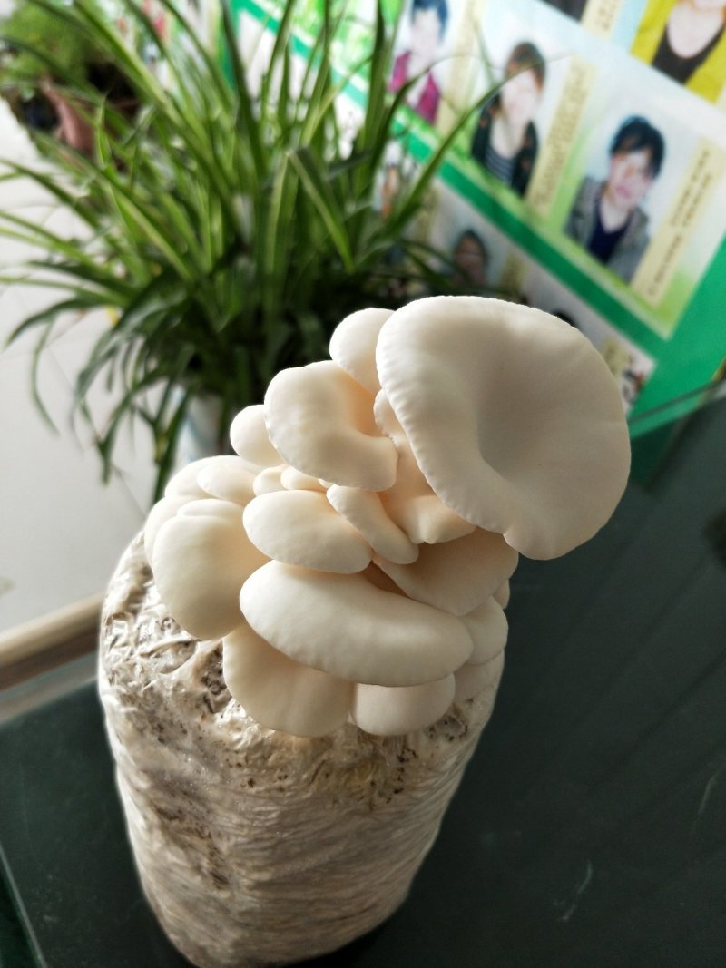出售淘宝小蘑菇菌包1.6斤