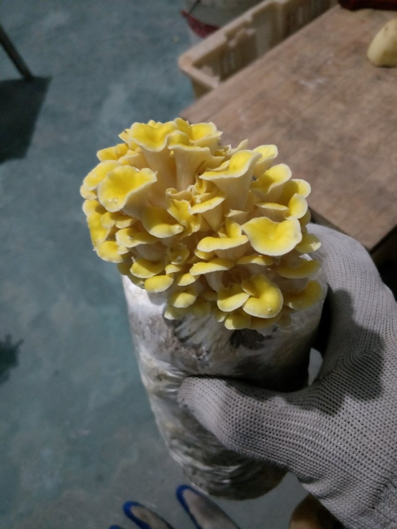 出售淘宝小蘑菇菌包1.6斤