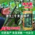 大田菜园高产易种杂交清香脆嫩黄瓜种子
