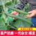 大田菜园高产易种杂交清香脆嫩黄瓜种子