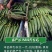 大田菜园高产易种杂交清香脆嫩黄瓜种子