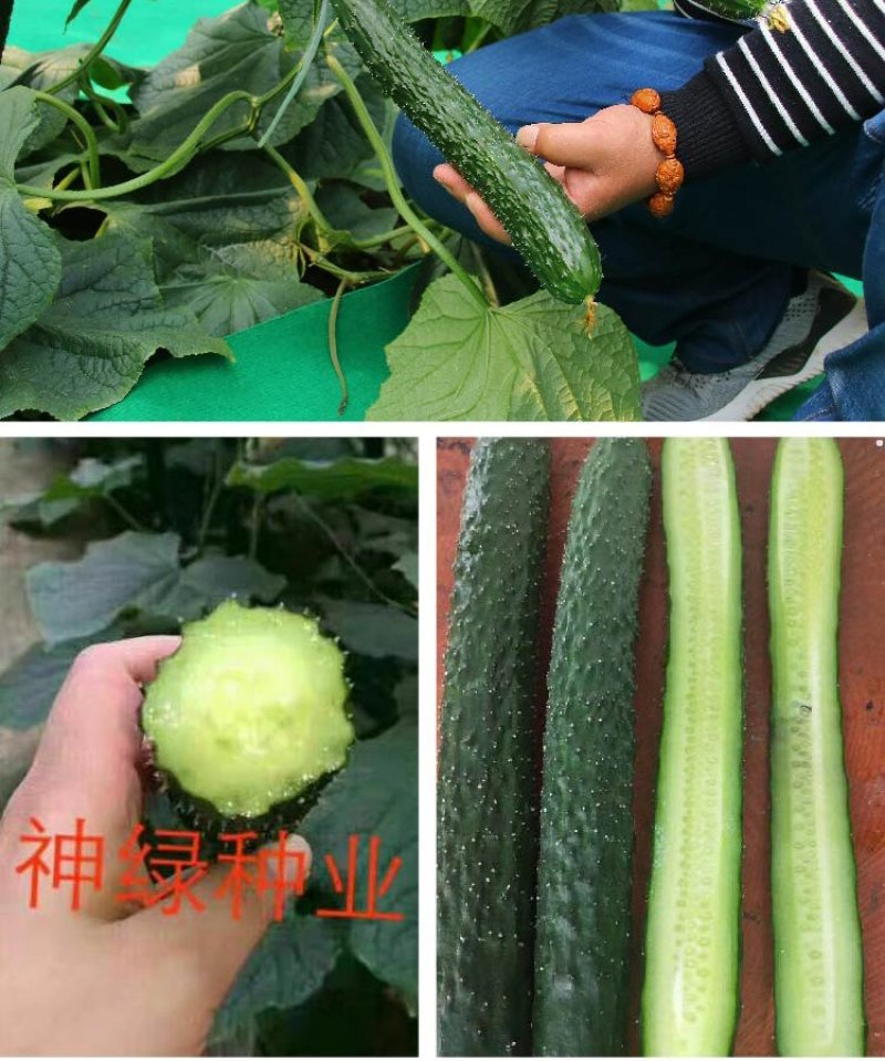 大田菜园高产易种杂交清香脆嫩黄瓜种子