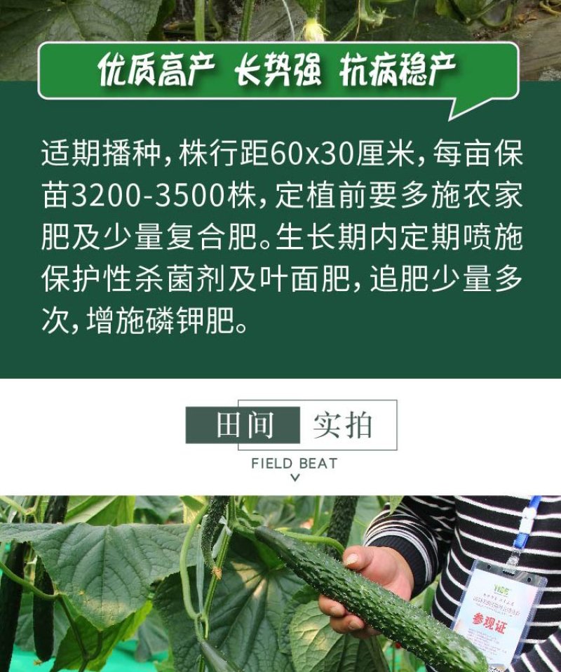 大田菜园高产易种杂交清香脆嫩黄瓜种子