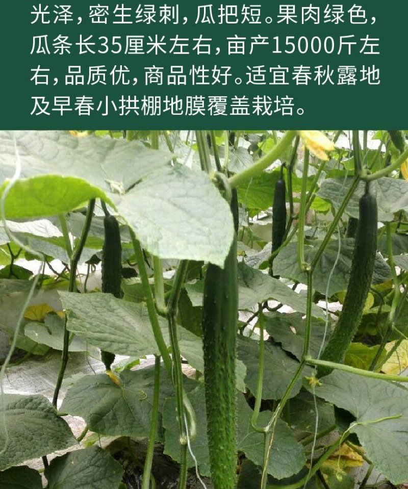 大田菜园高产易种杂交清香脆嫩黄瓜种子