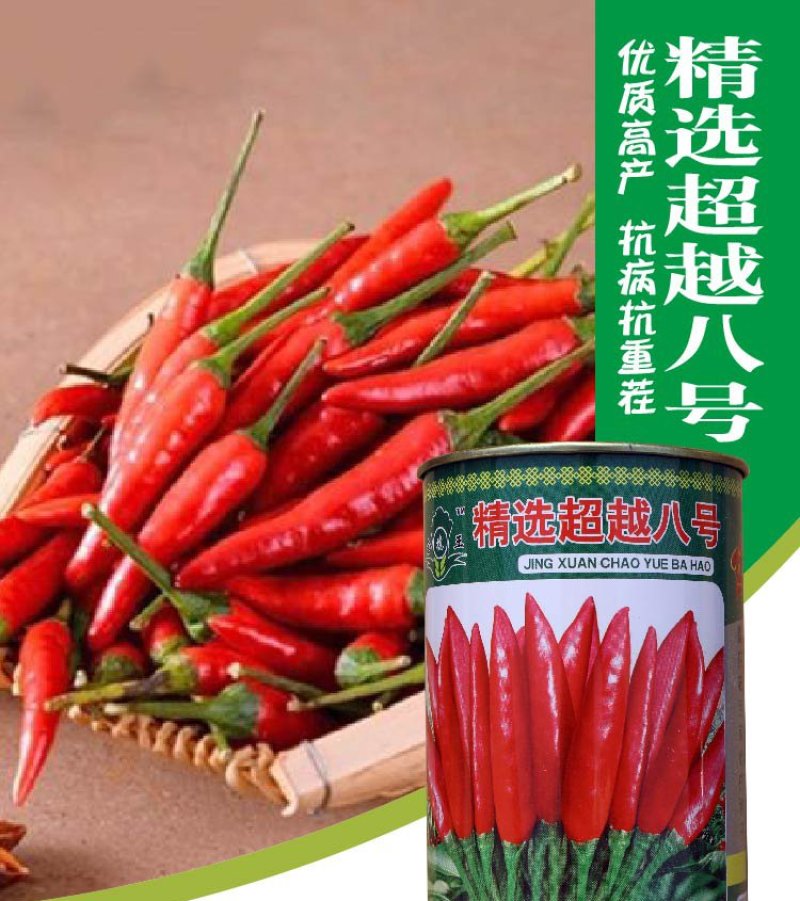 大田菜园高产易种抗病抗重茬朝天椒种子