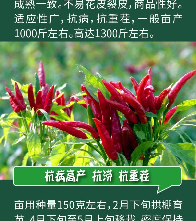大田菜园高产易种抗病抗重茬朝天椒种子