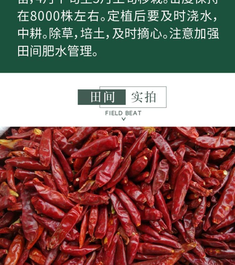 大田菜园高产易种抗病抗重茬朝天椒种子