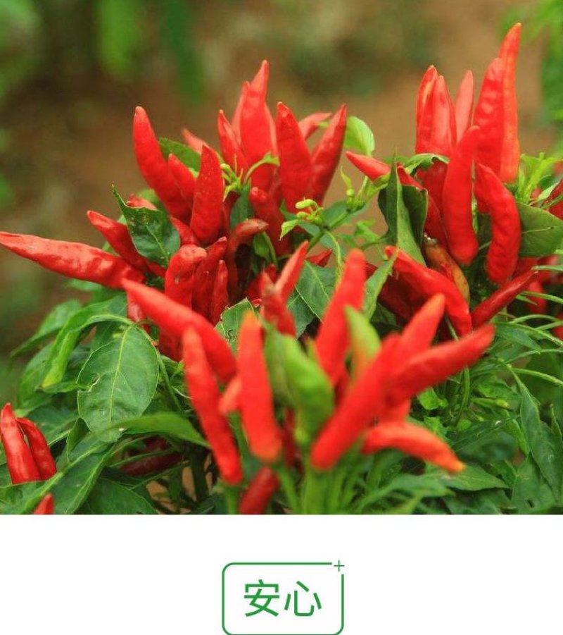大田菜园高产易种抗病抗重茬朝天椒种子